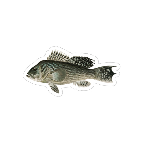 Sea Bass - Decal