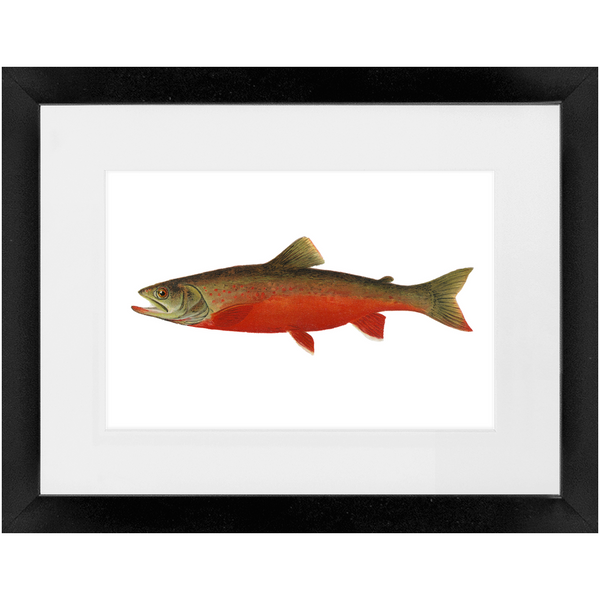 Canadian Red Trout - Framed