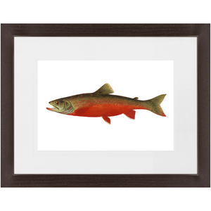 Canadian Red Trout - Framed