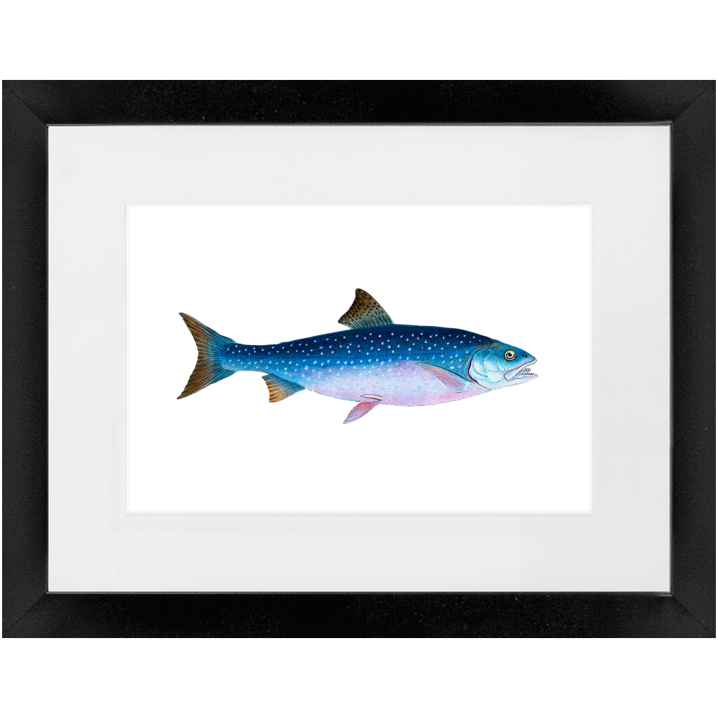 Alpine Char - Framed