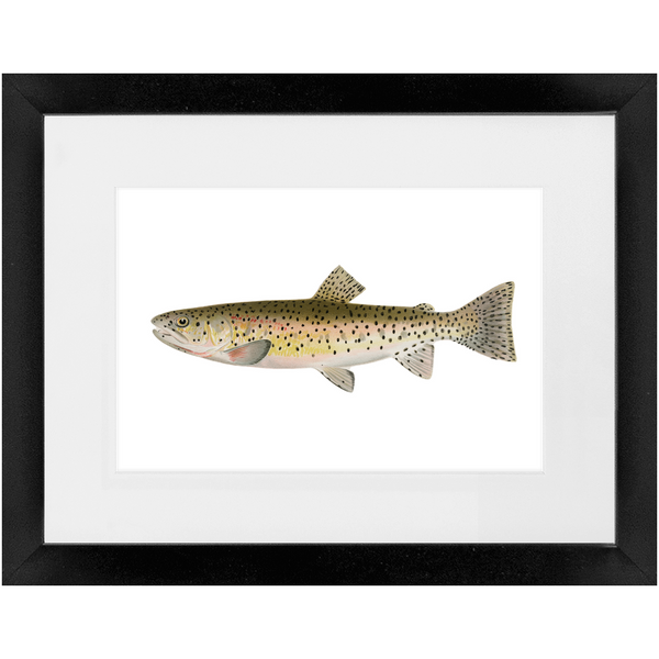 Red Throat Black Spotted Trout - Framed