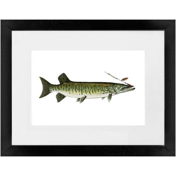 Maskalonge / Muskellunge - Framed