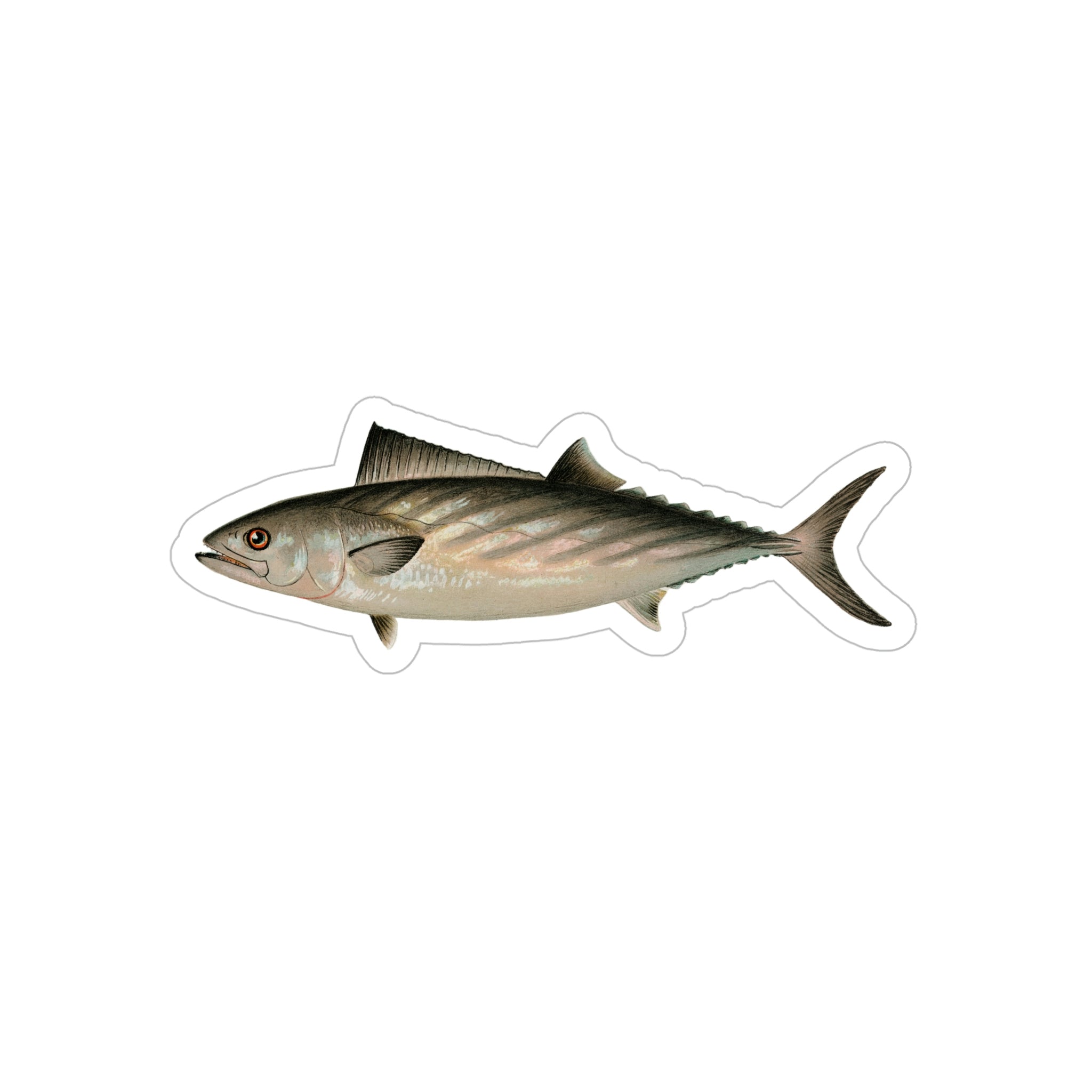 Alantic Bonito - Decal