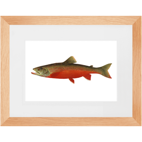 Canadian Red Trout - Framed