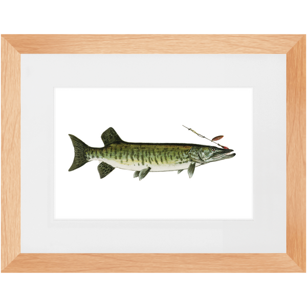 Maskalonge / Muskellunge - Framed